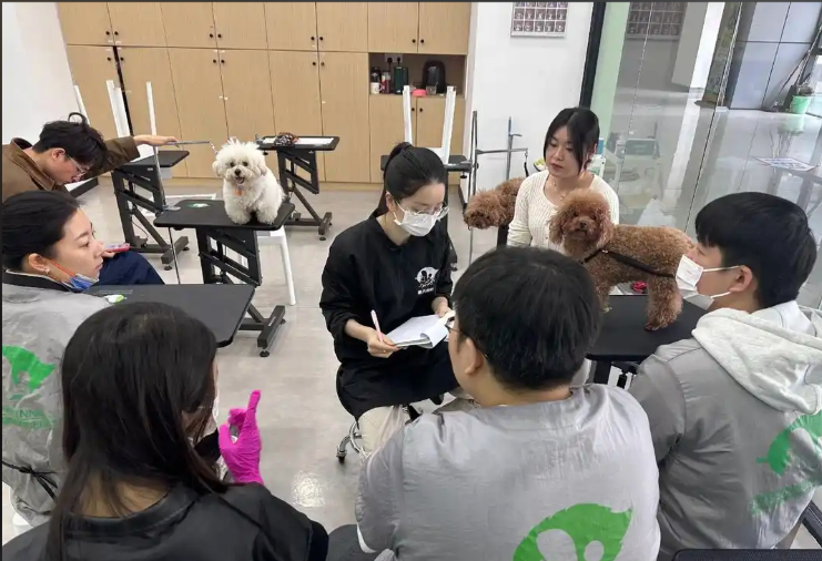 临沧市宠物剪毛宠物美容培训学校 - 厂家